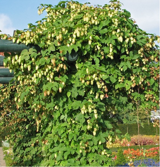 Humulus lupulus - Planter