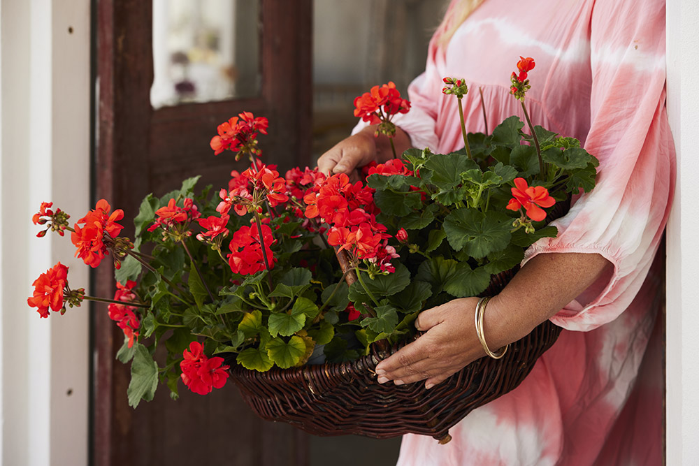 Årets pelargon 2023 - Moonlight Guido