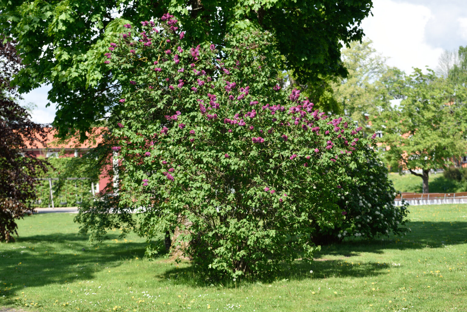 Syringa vulgaris - Andenken