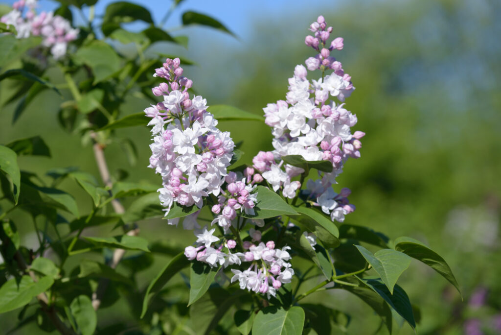 Syringa vulgaris Beuty of Moscow