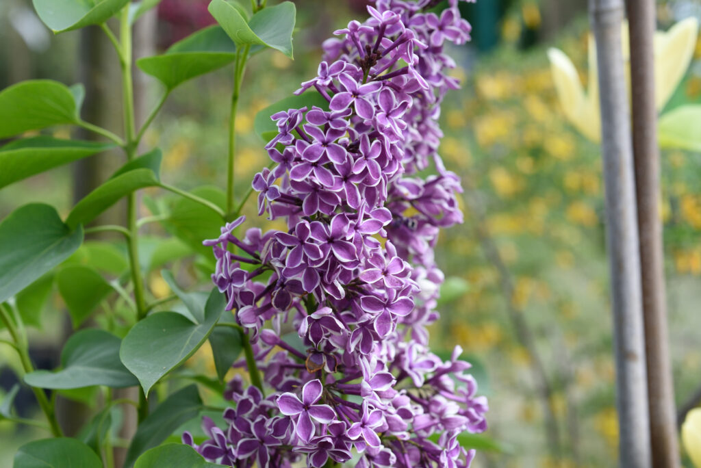 Syringa vulgaris, Sensation