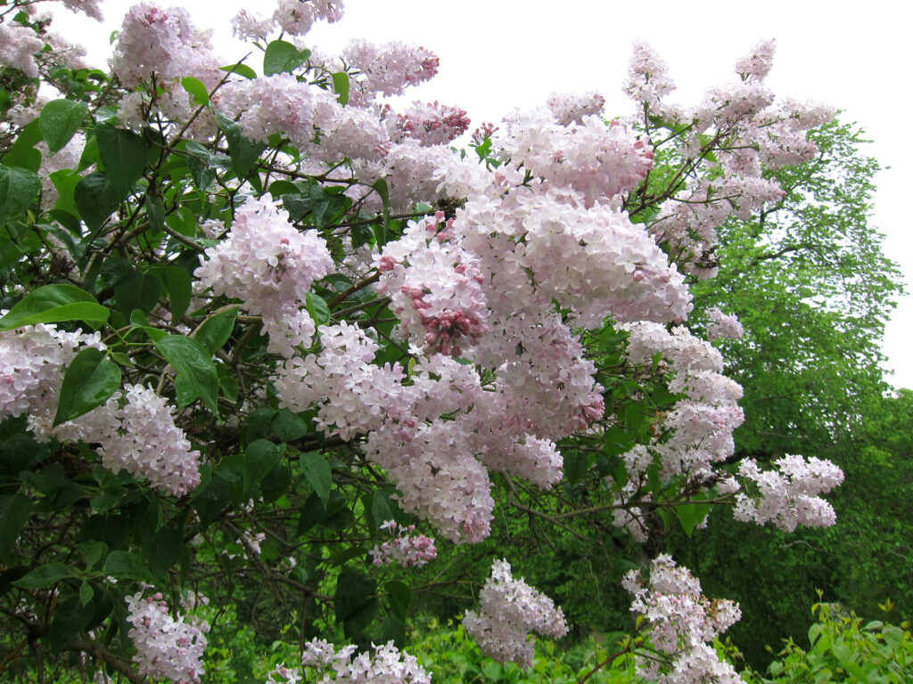 Syringa vulgaris ’Emilie Piper’