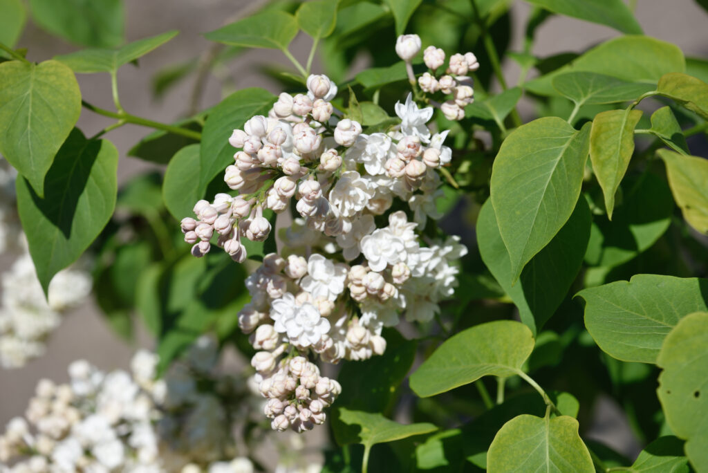 Syringa vulgaris ’Siebold’