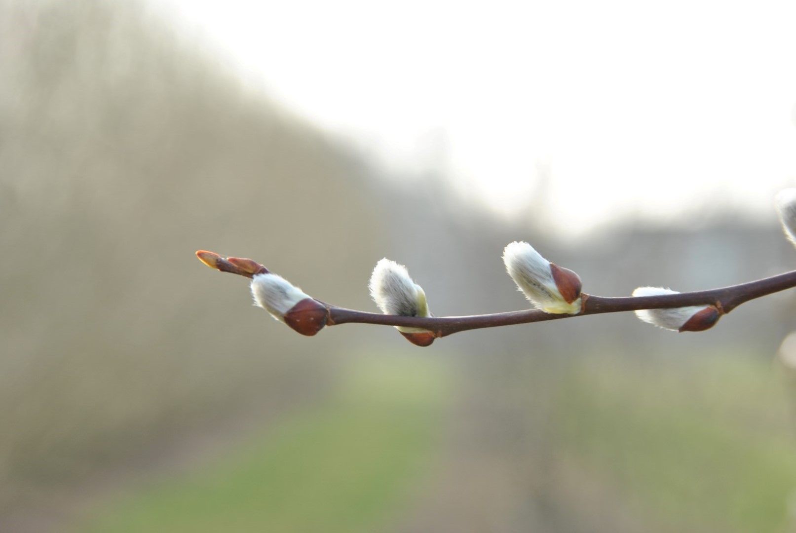 Salix caprea