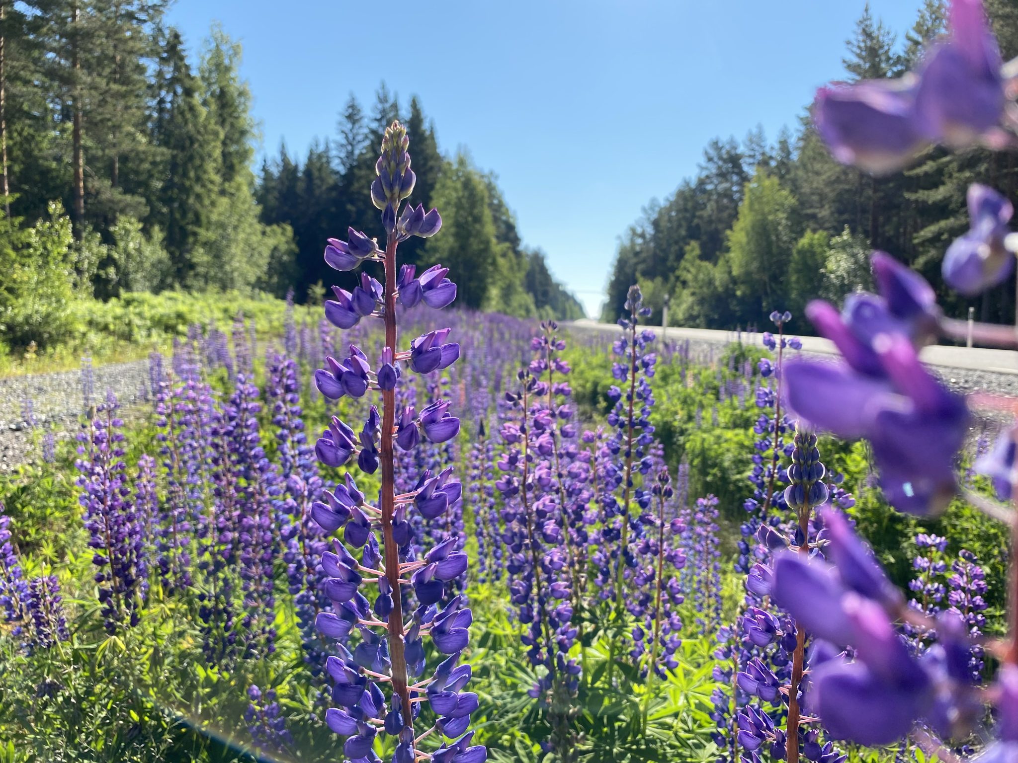 Blomsterlupin-vid-vag